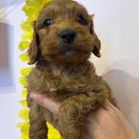 Cuccioli di barboncino Toy red