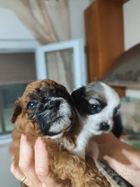 Cuccioli di Maltipoo
