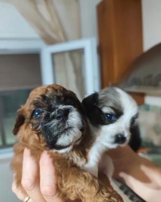 Cuccioli di Maltipoo