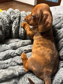 Bassotto tedesco nano Arlecchino fulvo