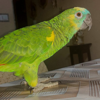 Pappagallo amazzone fronte blu