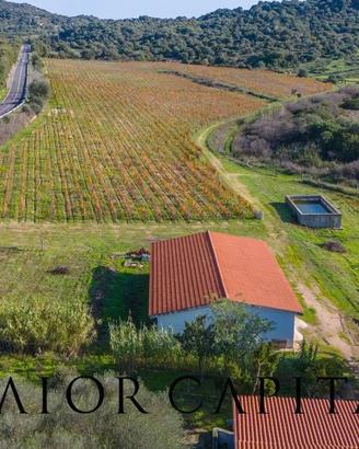 Oliena | Azienda vitivinicola con 10 ettari di ter