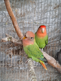 Inseparabile femmina