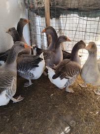 Maschio Oche di tolosa