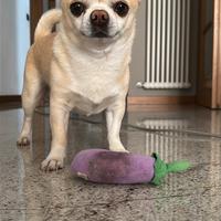 Chihuahua maschio per accoppiamento