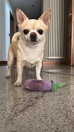 Chihuahua maschio per accoppiamento