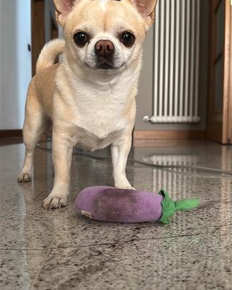 Chihuahua maschio per accoppiamento