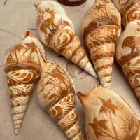 Conchiglie naturali cammeo