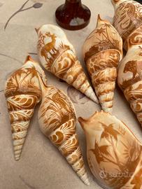 Conchiglie naturali cammeo