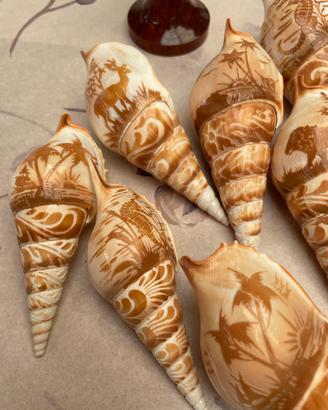 Conchiglie naturali cammeo