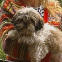 Shih Tzu cuccioli