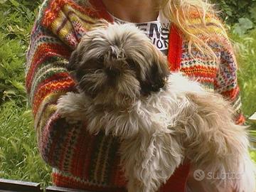 Shih Tzu cuccioli