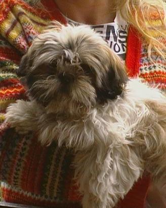 Shih Tzu cuccioli