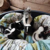 Puzzola americana/moffetta