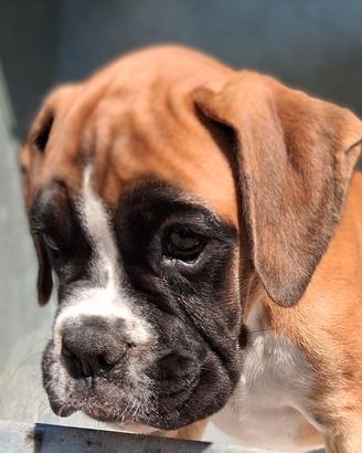 Boxer cuccioli