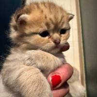 Cuccioli British shorthair