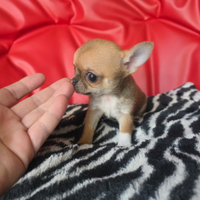 Chihuahua micro peso max adulta 1.5kg 80 giorni