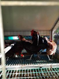 Gallina Cornuta Siciliana gallina di Caltanissetta