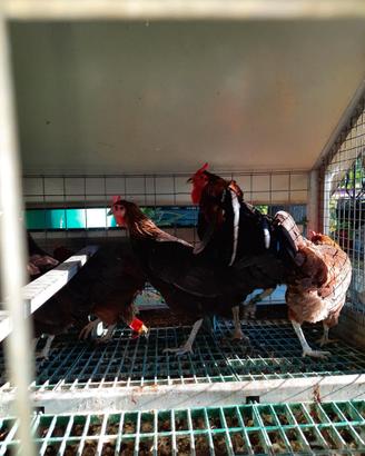 Gallina Cornuta Siciliana gallina di Caltanissetta