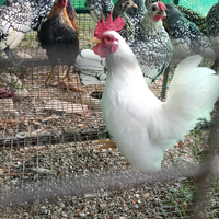 Sebright e serama