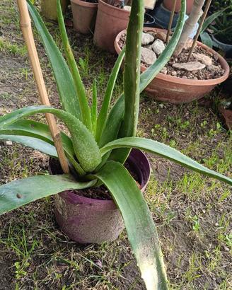 aloe vera 