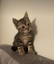 Ultima gattina