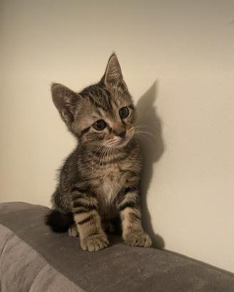 Ultima gattina