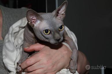 Gatto SPHYNX