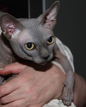 Gatto SPHYNX