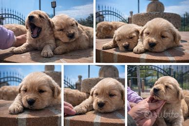 Golden Retriver Linea Americana