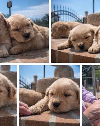 Golden Retriver Linea Americana