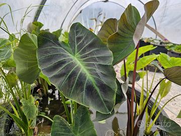 Colocasie e piante da giardino/laghetto