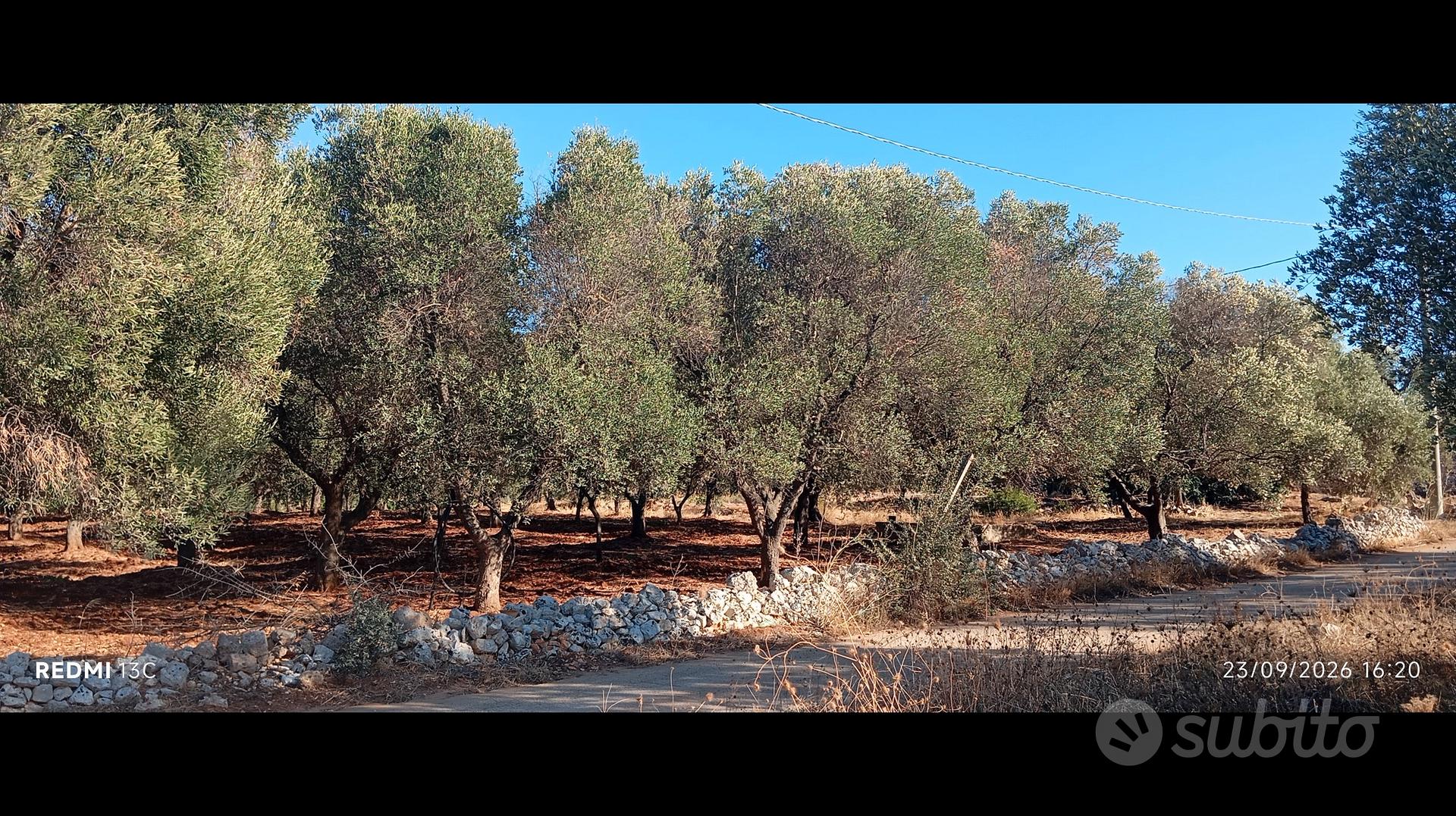 Ampio terreno vicino Ostuni - Vista 3
