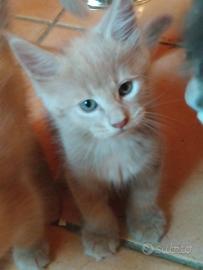 Cuccioli di Maine Coon 