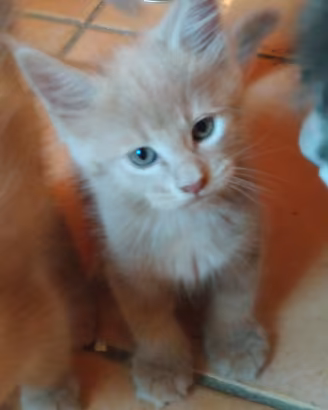 Cuccioli di Maine Coon 