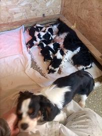 Cavalier king cuccioli