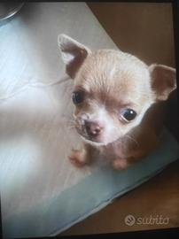 Cuccioli di chihuahua mini