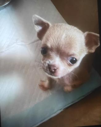Cuccioli di chihuahua mini