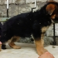 Cucciola di pastore tedesco