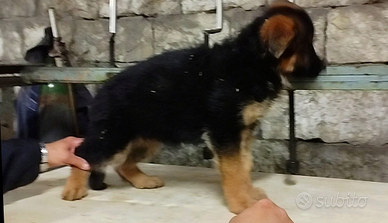 Cucciola di pastore tedesco