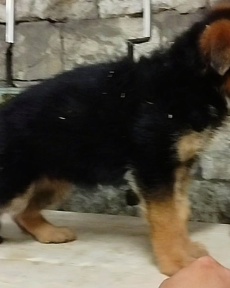 Cucciola di pastore tedesco