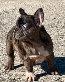Bulldog francese