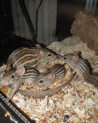Topi cinghiale