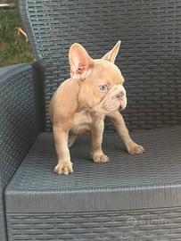 Cucciola bulldog francese Isabella merle big rop