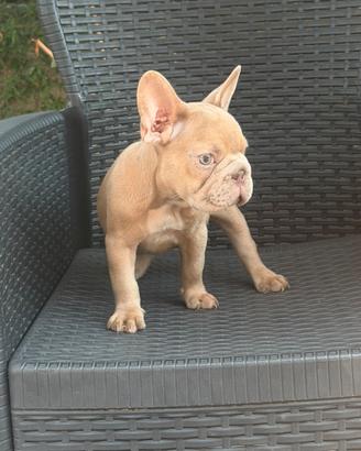 Cucciola bulldog francese Isabella merle big rop