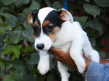 Cucciolo maschio di Jack Russell tricolore