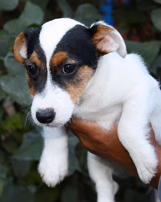 Cucciolo maschio di Jack Russell tricolore