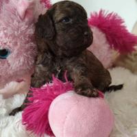 Cuccioli di Barboncino