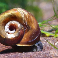 Planorbarius corneus