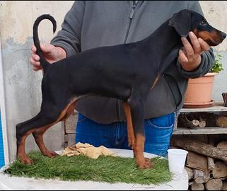 Cucciola di dobermann